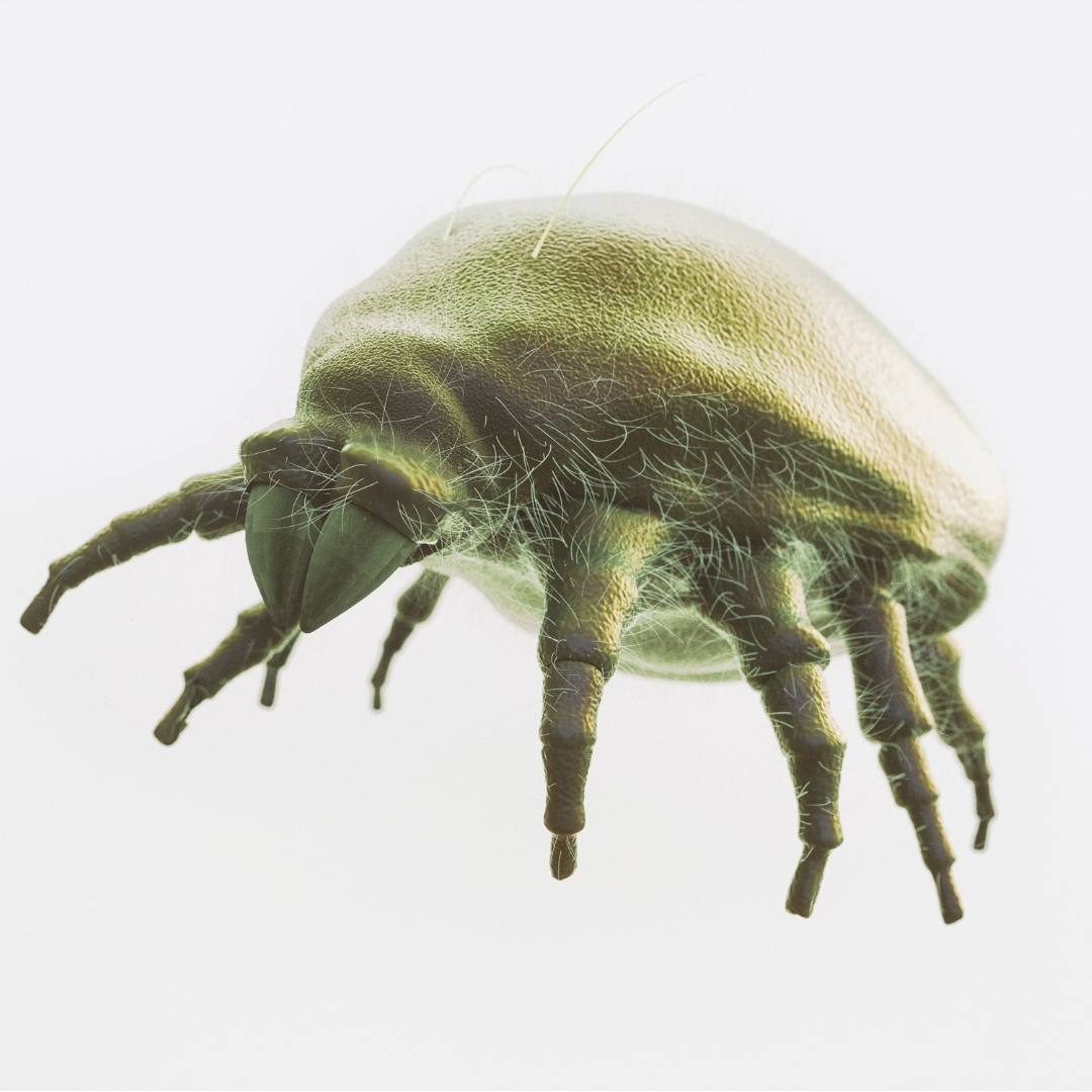 Husstøvmider - Lær om det lille allergifremkaldende kræ