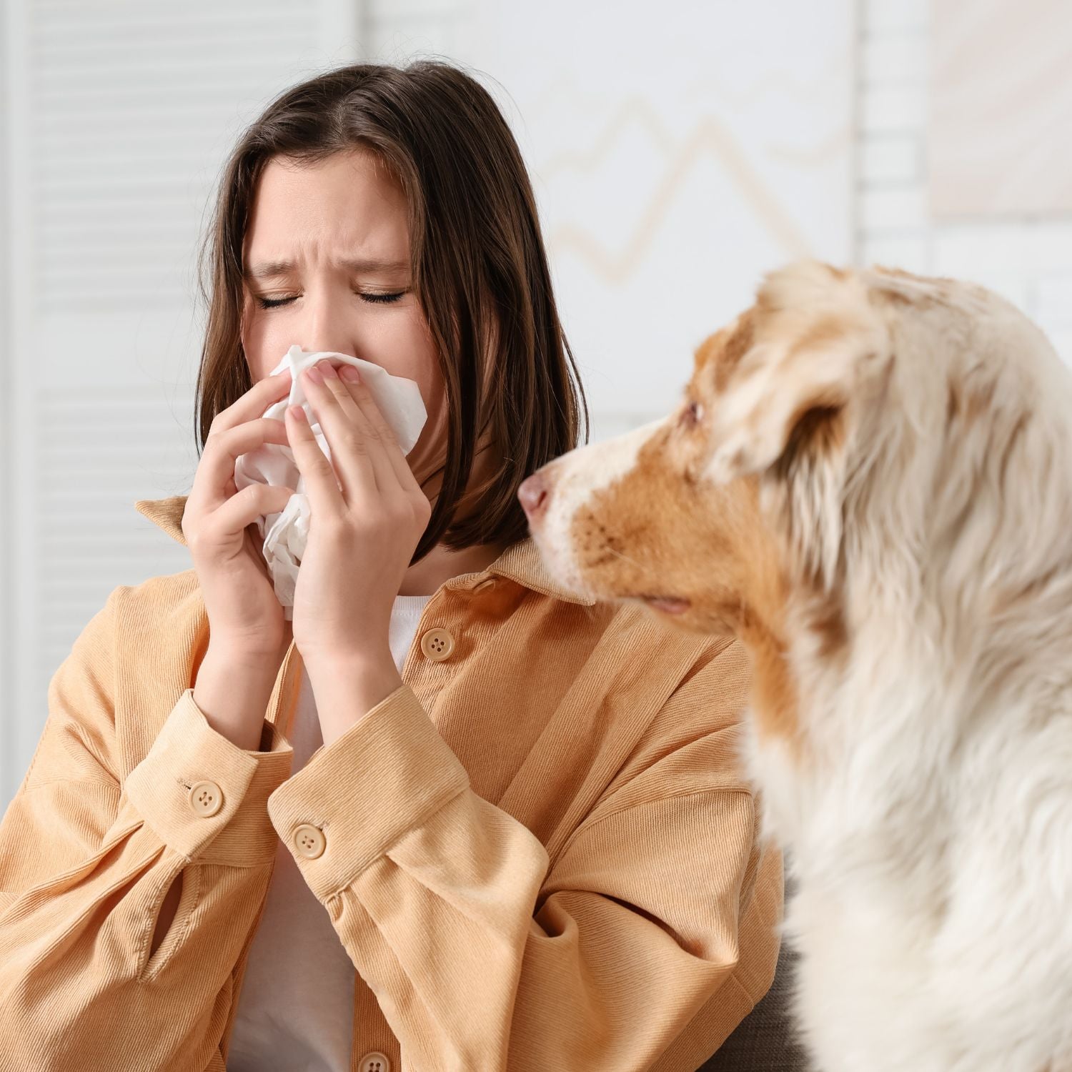 Guide: Allergi overfor pelsdyr og kæledyr