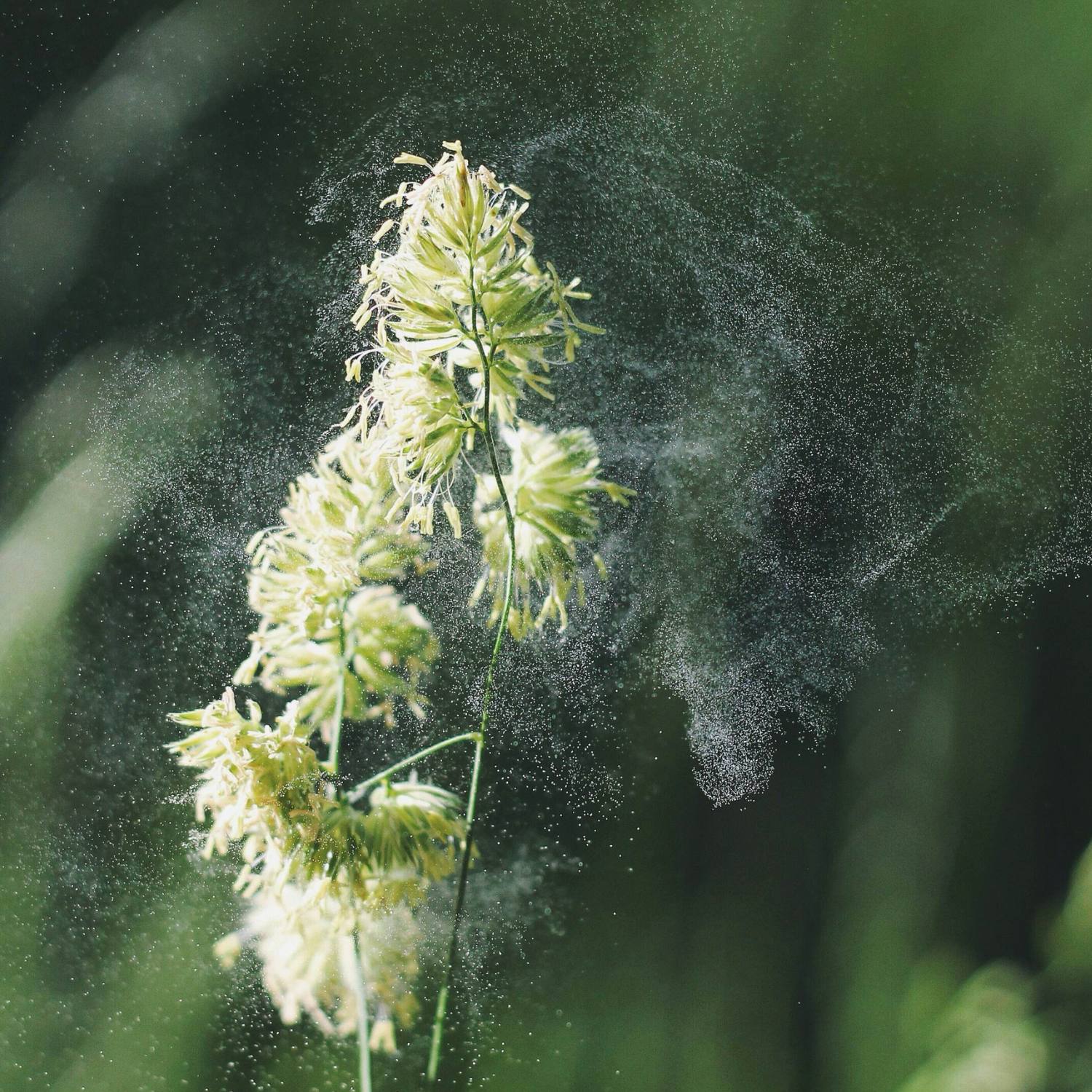 Pollenallergi_hjælp_mod_symptomer