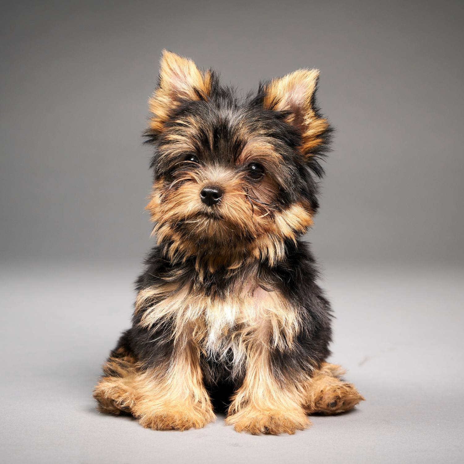 Allergivenlig hund