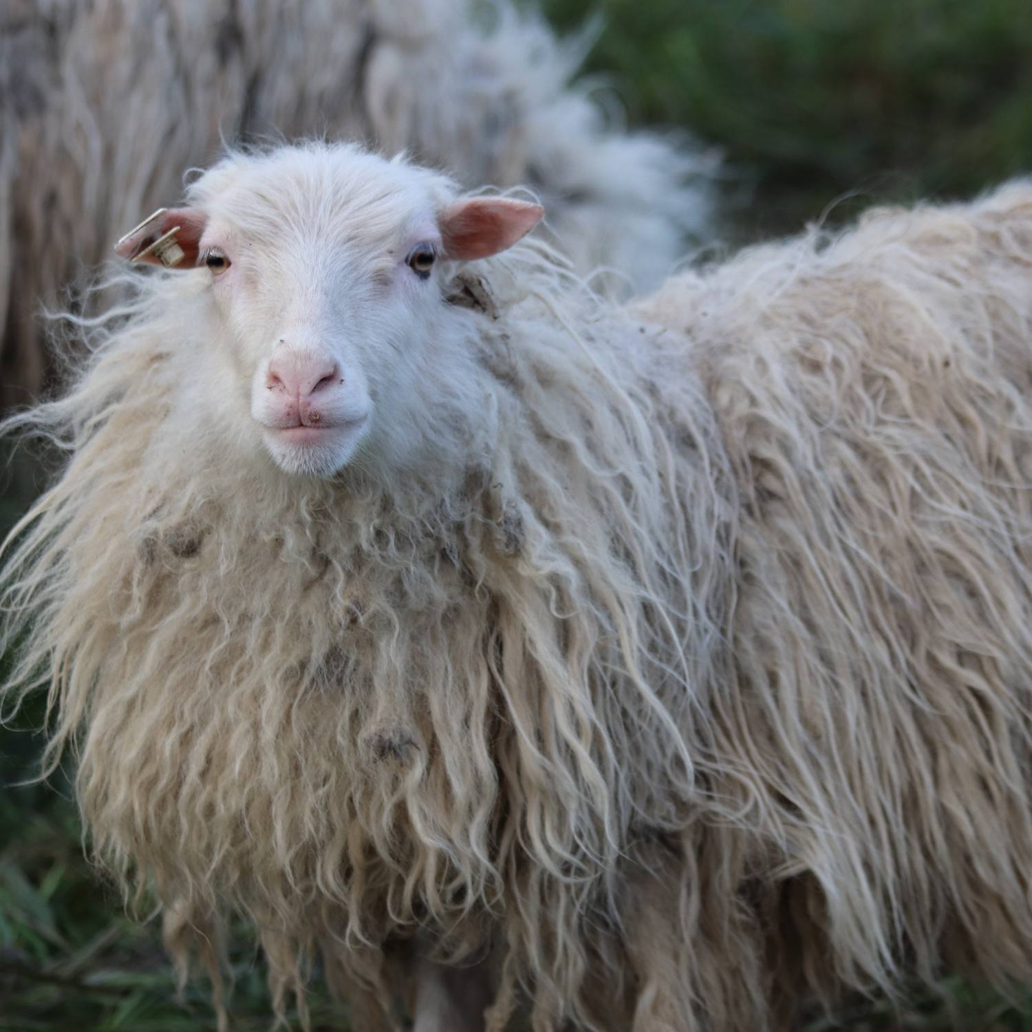 Derfor_er_en_ulddyne_god