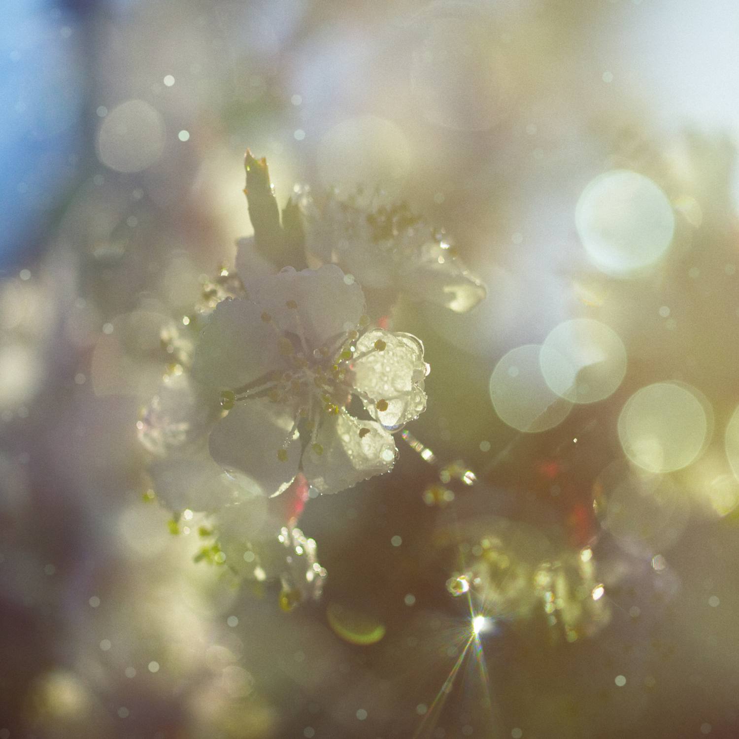 viden_om_hvad_hofeber_er