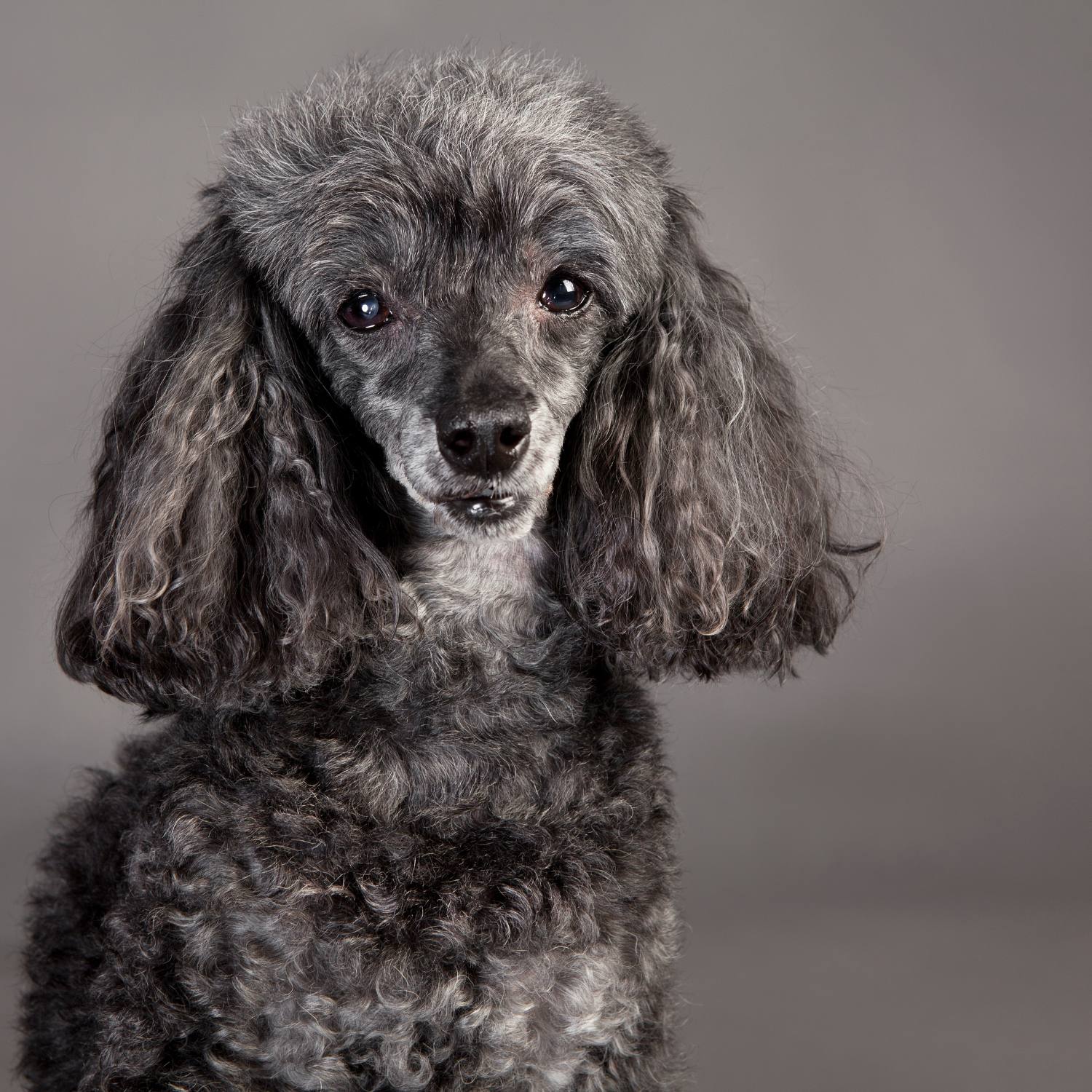 Allergivenlig hunde - hvad gør jeg? Læs vores anbefalinger