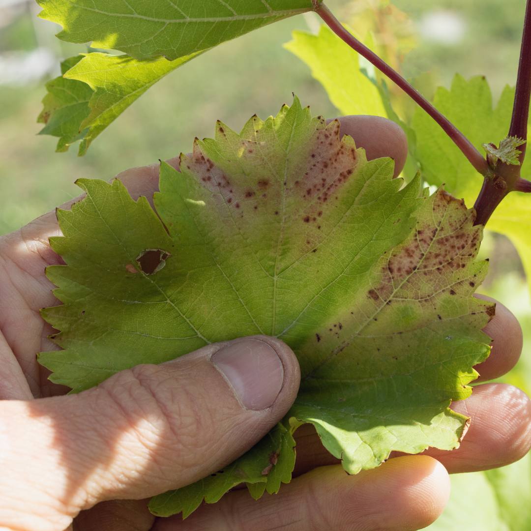 Alternaria allergi