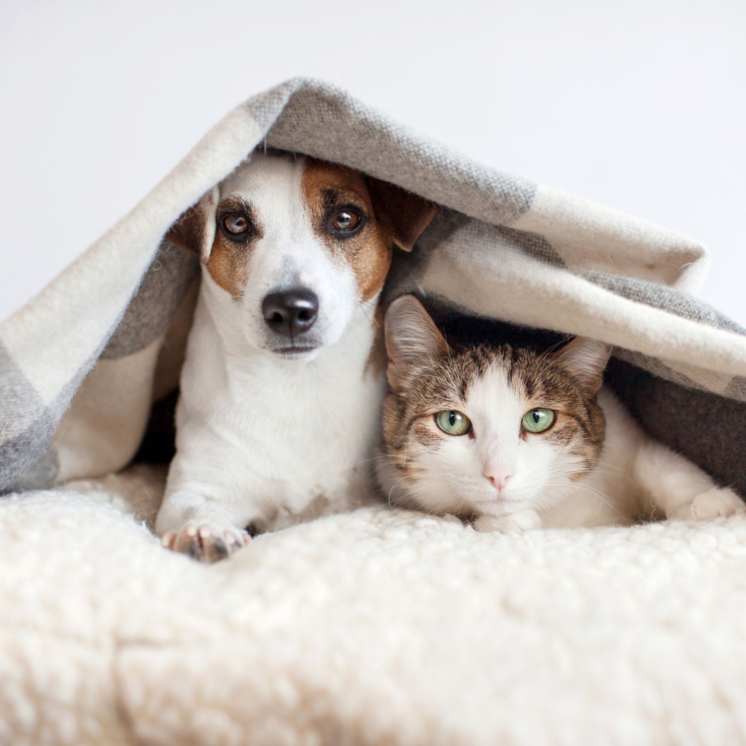 Hvilket_dyr_som_allergiker